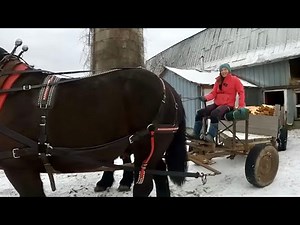 UPDATE ON LADY'S PREGNANCY & What's Going on at the Farm??? #429