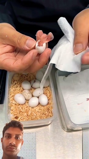 My parrot died on its eggs. I saved its eggs and then this happened #parrot #birdnest #babyparrot