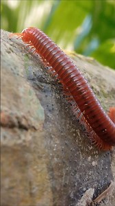 What is the name of this insect?😳