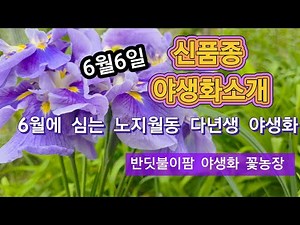 Introducing a new wildflower variety: a perennial wildflower that can withstand the winter outdoo...
