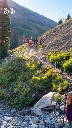 When Curiosity Backfires 🐱😵🐕 | Meme Lord