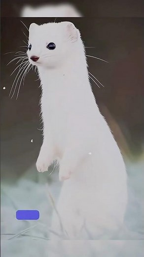 Ermine – The Tiny Hunter That Turns White in Winter ❄️