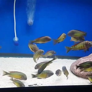 1.1K views · 21 reactions | Wild colony of Red Rainbow kambwimba tropheus moorii. Lastest update on colony. | Dee Koshy's African Cichlids | Facebook