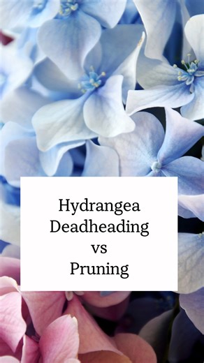 You can’t prune your hydrangeas in the fall….but you CAN deadhead them! Here is a clear example of the difference between deadheading (always allowed, no matter which hydrangea you have) and pruning (done at certain times of the year, and only sparingly for some types). What kind of hydrangeas do you grow? Do you know the right time to prune them? Comment below if not and I’ll answer with the right time. #fallpruning #fallgardening #hydrangeacare #hydrangeas | Blueacre Garden