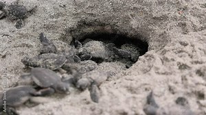 Closeup footage of green sea turtle hatchlings leaving the nest following the call of the ocean