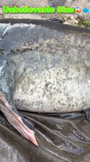 GIANT River Monster STRIKES HARD 😱🎣 #shorts #mrfish #carpfishing #sunfish #carp #fishingshorts #fish