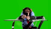 Chimpanzee using cellphone, cut number 16. Other loops available.