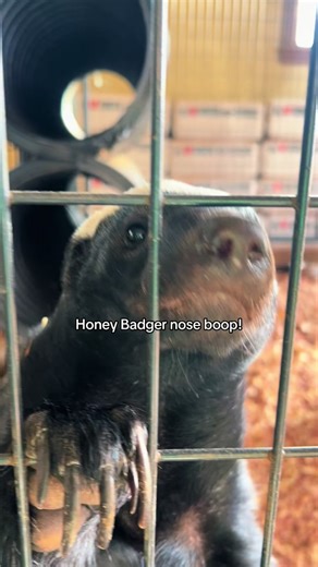 Honey Badger Nose Boop Moments That Make You Smile