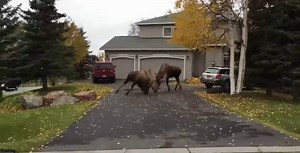 Fact: Moose attack more people annually than bears do. Watch this hyperlapse video of moose in Alaska duking it out. (Video via ViralHog) | Fox News