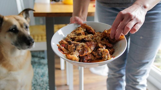 Donner les restes de son repas à son animal : bonne ou mauvaise idée ? - RTBF Actus