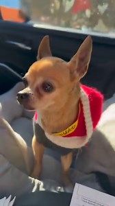 FOSTER NEEDED! We rescued little grandma Suzy and she is so cute! Our office is so full and we don’t have enough fosters yet, so please help us by volunteering to foster or sharing our posts with friends that are interested in fostering!!! Suzy will need to be picked up from the Encino office as well. Name: Suzy Weight: 5 lbs Age: 10 y/o Breed: Chihuahua Fostering is FREE! All supplies are provided. Apply to foster at DWB.pw/foster-app or existing fosters can email Kim at foster@dogswithoutborde