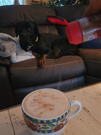 #dogsoftiktok #caffeinication #coffee #pgdkhmsi