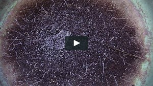 Watch Secunda Alchemy Lecture: The Water and Animal Work Online | Vimeo On Demand