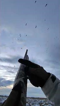 250 Bird Spring Snow Goose Hunt Limit Ongaro Alberta 🇨🇦 #huntongaro #goosehunting ‪@Cabela-s‬