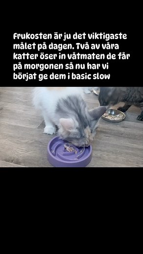 https://www.arkenzoo.se/basic-slow-down-kattskal-i-melamin-15-cm-lila?90519 | Arken Zoo