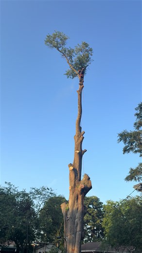 #arboleros🌲👊 #arborist #treeclimber #woodwork | Wood working