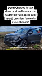 David Charvet: la star d'alerte et malibou accusé de delit de fuite après avoir heurté un chien, l'animal a été euthanasiè #news #lifestyle #davidchavret