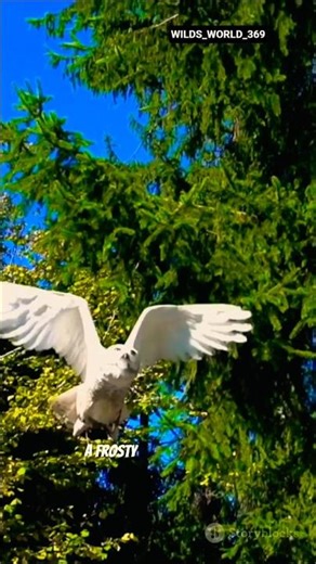 Beautiful Snow Animals ❄️ | Wildlife in the Frozen World #shorts #facts #wildlife