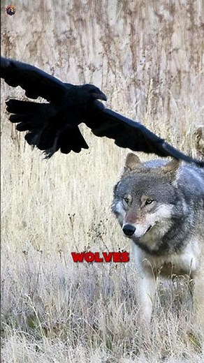 How Ravens and Wolves Work Together to Survive!