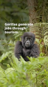 1.5K reactions · 20 shares | 轢 Today on #WorldGorillaDay, we shine a...