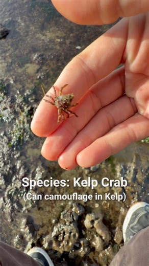 You Need to Check This Out — the Oregon coast’s tide pools are like tiny alien cities hiding in plain sight. At low tide, you can spot sea stars, anemones, crabs, and fish packed into pools no bigger than a bathtub, all surviving crashing waves and sudden temperature swings. Shocking fact: some tide pool creatures can survive being out of water for hours by sealing in moisture and slowing their bodies down. It’s one of the wildest, easiest ways to see ocean life up close without diving at all. #