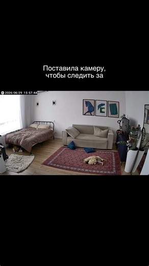 Аше́йник для немецкой овчарки купить — как выбрать и где заказать