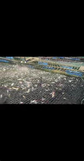 ❤️ Mungo fish Farm is the epitome of modern aquaculture in Cameroon. We combine modern technology, premium genetics and top quality food and quality experts. This combination allows us to produce 450 tonnes of fish per year at the moment. As the market grows, production costs are changing and the value chain is increasingly controlled. Investing in tilapia in 2026 means investing in an innovative activity with new resources. Willy Deutia le maître a jouer la plaque tournante de ce secteur es un 