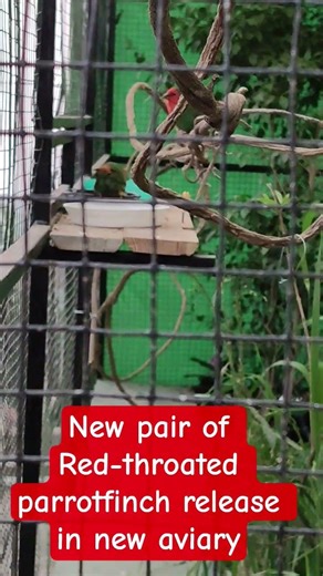 Vaki-vatê (parrotfinch) hmai-sen tuak thar te an chenna turah dah luh an ni. #parrotfinch #nature