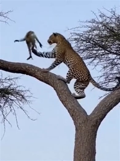 Wildlife Showdown: Monkey vs Leopard in Africa