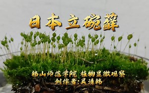 藓类植物：日本立碗藓显微特征观察