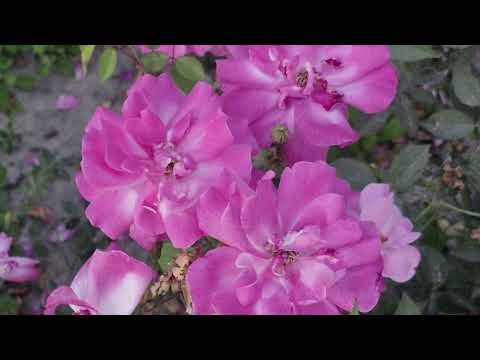 Chanakyapuri Tulip Garden New Delhi