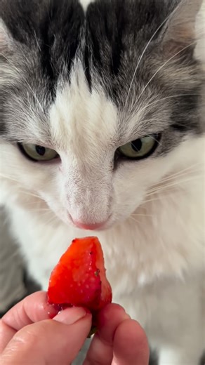 Netty on Instagram: "🍓 ❤️ Piggy"