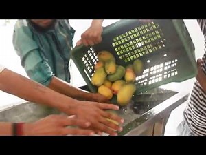 MANGO PROCESSING PLANT/MANGO PULP PROCESSING BY ANJOPLUS MACHINES