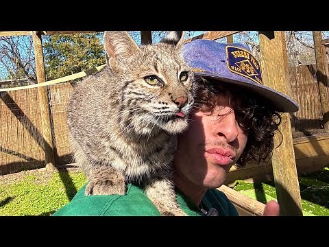 How to Aura Farm with Bobcats *tutorial*