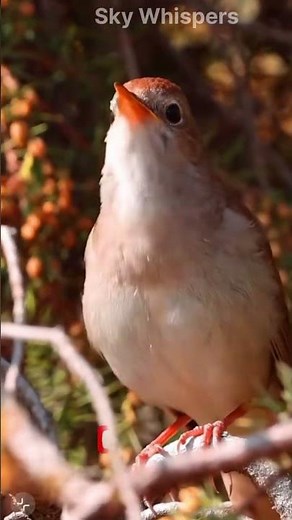 Chipping Sparrow Bird Sound #birds #shorts