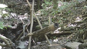 This Wooden Water Hammer Is a Primitive Hydraulic Press