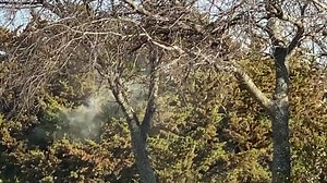 ‘Cedar Fever' or Coronavirus? It's That Time of Year, Here's How to Know the Difference