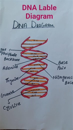 DNA Labeled Diagram 🧬 | Structure of DNA Easy Explanation | Biology Diagram