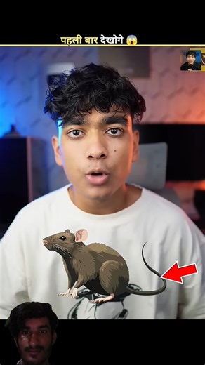 🐭 Mouse vs Rat: What’s the Difference? 😱 | Amazing Facts! #shorts #facts