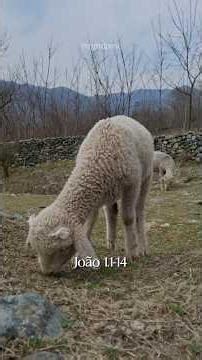 O Verbo se Fez Carne