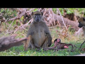 Namibian Baboon Family Grooming in the Shade