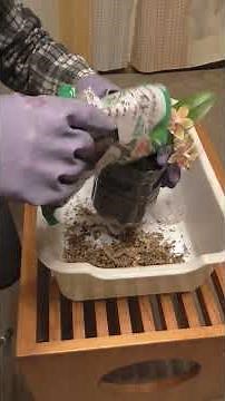 胡蝶蘭：購入後の植え替え