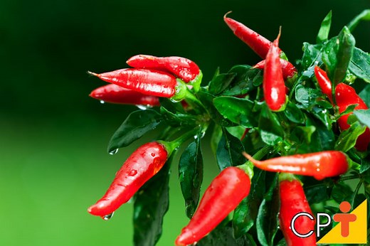 Horta: como plantar Pimenta Dedo-de-Moça (Capsicum baccatum)