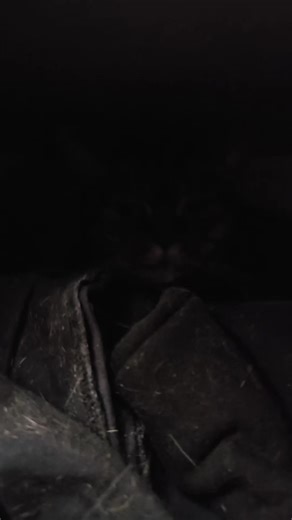 hyper_wolf (@hyper_wolf54)’s videos with Малышочек - reddiam