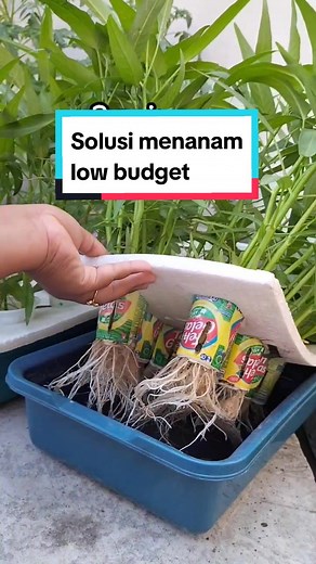 Menanam Kangkung Hidroponik dari Barang Bekas - Tutorial Lengkap