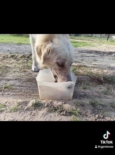 Immediate Foster home needed for this sweet Pyrenees female. She has wandered alone and starving, every day the same sad existence. We need your help, she needs your help. Please open your heart and home to this baby girl and show her the life she deserves. Apply to be a foster today: https://gprs.rescuegroups.org/forms/form?formid=6281 IG Link in stories 👆🏻👆🏻👆🏻 | Great Pyrenees Rescue Society - GPRS