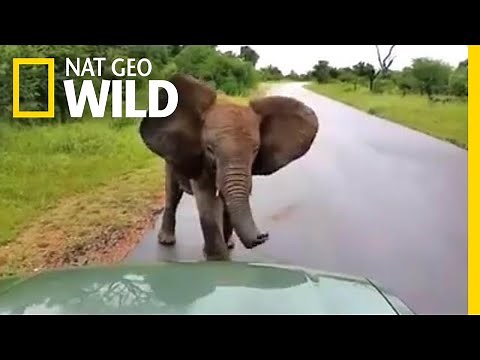 Watch a Playful Young Elephant Charge at Cars | Nat Geo Wild