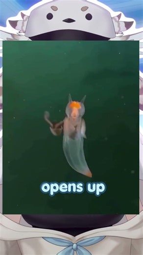 this ocean creature is cute… but also kinda creepy