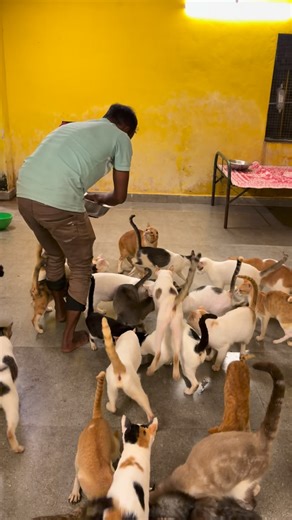 Aditi Parameshwaran on Instagram: "Donate for our 50 plus cats at Empathy Unlimited - Gpay/Paytm - 8652114494@okbizaxis (Enter full id, not just the number) Name - Empathy Unlimited Animal Welfare Foundation Ac no - 923020042296146 Bank Name - Axis Bank Branch -Manpada road Dombivali Ifsc code - UTIB0003580 https://www.paypal.me/aditirescuer Grateful always 🩷🌸 (animalshelter, animalcharity, animalrescue, animalcharity, cats, cat lovers of instagram, cat love, rescued cats, empathy unlimited)"