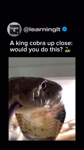 Animal Videos on Instagram: "The king cobra is the world’s longest venomous snake, capable of growing up to 18 feet in length. Native to forests and plains of India and Southeast Asia, it is easily recognized by its hood, which it flares when threatened. Unlike other cobras, the king cobra can “stand up,” lifting a third of its body off the ground while hissing loudly to scare off predators. Its diet mainly consists of other snakes, including venomous species, making it a top predator in its env
